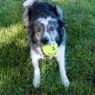 Picture of KONG Reflex Ball Large x 1