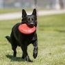 Picture of KONG Rubber Flyer Red Large x 1