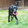 Picture of KONG Red Ring X-Large x 1