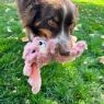 Picture of KONG Scrumplez Bunny Medium x 1