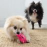 Picture of KONG Snuzzles Mini Pig X-Small x 1