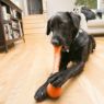 Picture of KONG SqueakStix Large 17.5" x 1