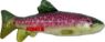Picture of KONG Wild Shieldz Trout Medium x 1