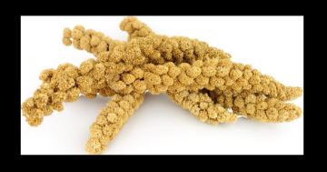 Picture of Chinese Millet Sprays Large 15kg