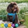 Picture of Ancol Viva Padded Harness X-Large 70-98cm Blue x 1