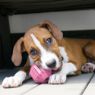 Picture of KONG Puppy Activity Ball Small x 1