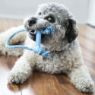 Picture of KONG Puppy Goodie Bone with Rope Extra Small x 1