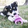 Picture of KONG Puppy Binkie Dummy Small x 1