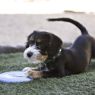 Picture of KONG Puppy Flyer x 1