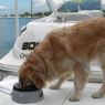 Picture of Road Refresher Large Non-Spill Dog Bowl x 1