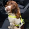 Picture of ROGZ Car-Safe Seat Belt Clip Yellow x 1