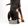 Picture of Scruffs Classic Long-Eared Dog Bowl 21cm Grey x 4