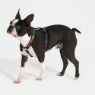 Picture of ROGZ Fancy Dress Classic Harness Pink Love Large 45-75cmx 1