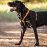 Picture of ROGZ Classic Harness Black Extra Large 60-100cm x 1