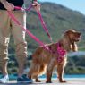 Picture of ROGZ Control Harness Pink Small 23-37cm 