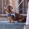 Picture of ROGZ URBAN Adj Fast-Fit Dog Harness Gold Rush X Small