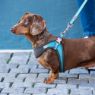 Picture of ROGZ URBAN Adj Fast-Fit Dog Harness Turquoise Moon X Small/Small