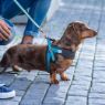 Picture of ROGZ URBAN Adj Fast-Fit Dog Harness Turquoise Moon Small