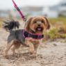 Picture of ROGZ AirTech Sport Harness Rock Red S