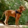 Picture of ROGZ AirTech Sport Harness Rock Red M/L