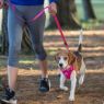 Picture of ROGZ Explore Harness XL Pink x 1