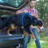 Picture of ROGZ Explore Harness Medium Blue x 1