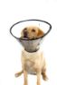 Picture of MDC Smart Collar Size 4 (Neck Size 35-52cm) x 1