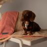 Picture of z [DISC] Scruffs Snuggle Blanket Terrocotta 110 x 72.5cm x 1