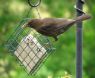 Picture of Supa Wild Bird Suet / Scraps Feeder x 1