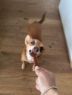Picture of Vitakraft Dog Beef Stick Lamb x 50