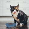 Picture of Van Ness Ecoware Cat Dish Blue 236ml x 1