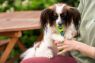 Picture of Woof & Brew Paw Pops 10pk x 1
