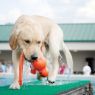 Picture of KONG Water Wubba Large x 1