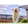 Picture of Yakers Dog Chew APPLE Medium x 20
