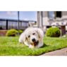 Picture of Yakers Dog Chew APPLE XL x 10