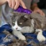Picture of KONG Zoom Groom for Cats - Purple x 1