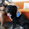 Picture of KONG Zoom Groom for Dogs Blue/Boysenberry Standard x 1