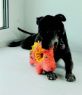 Picture of KONG Ringaroo Pig Medium x 1