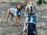Picture of Henry Wag Drying Coat L 52cm Grey x 1