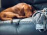 Picture of Henry Wag Microfibre Pet Towel Small 100 x 70cm x 1