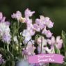 Picture of TropiClean Sweet Pea Tangle Remover 473ml x 1