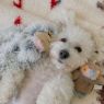 Picture of Tall Tails Plush Yeti Dog Toy 14" x 1