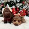 Picture of Tall Tails Plush Animated Moose Dog Toy 9" x 1