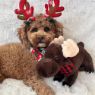 Picture of Tall Tails Plush Animated Moose Dog Toy 9" x 1
