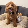 Picture of Tall Tails Plush Jackalope Twitchy Dog Toy 9" x 1
