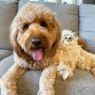 Picture of Tall Tails Plush Rope Body Sloth Dog Toy 14" x 1