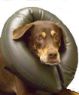 Picture of Thrive Comfy Collar Size 4 Large 17"-22" x 1