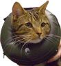 Picture of Thrive Comfy Collar Size 1 XS 7"-9" x 1