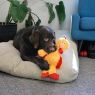 Picture of KONG Knots Chicken Medium/Large x 1