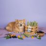 Picture of Yakers Dog Chew CALMING Medium x 20